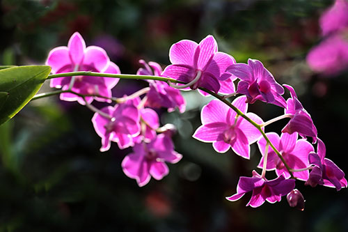 Dahlenburger Orchideenzucht