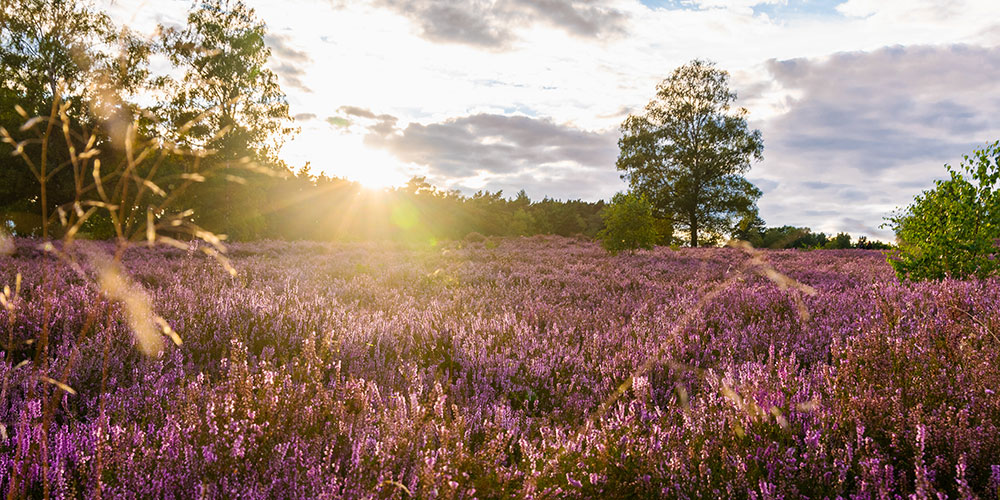 Sonnenaufgang in der Lüneburger Heide